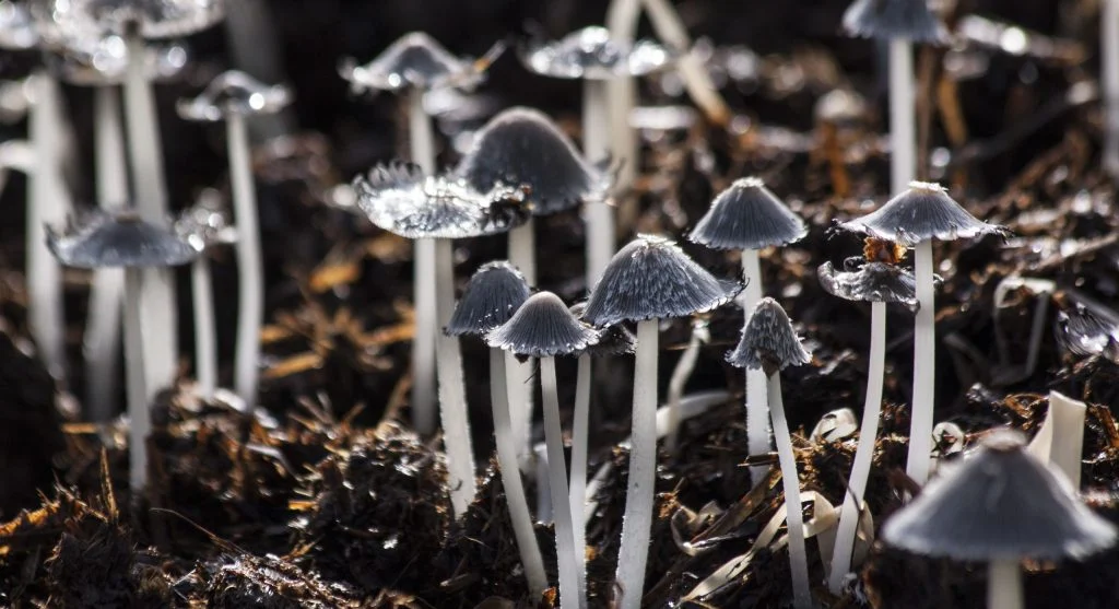 Close-up of white fungal mycelium on dark organic mulch or potting soil