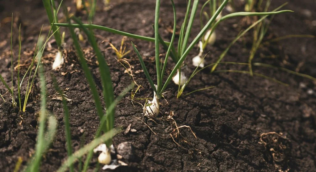 Healthy garden bed with rich, dark soil and thriving vegetable plants