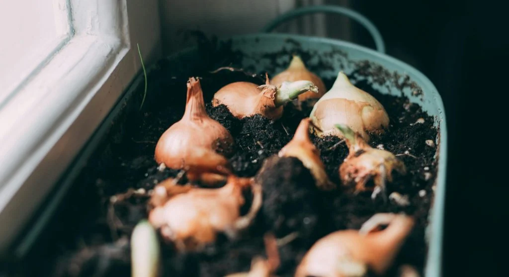 Small onion sets in a mesh bag next to onion transplant seedlings for comparison