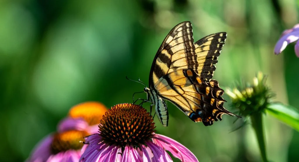 Butterfly and bee visiting native coneflowers in a home pollinator garden