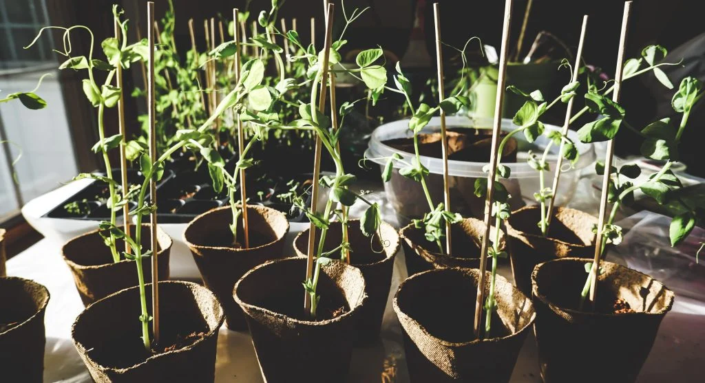 Eggplant seedlings growing under lights on a heat mat indoors