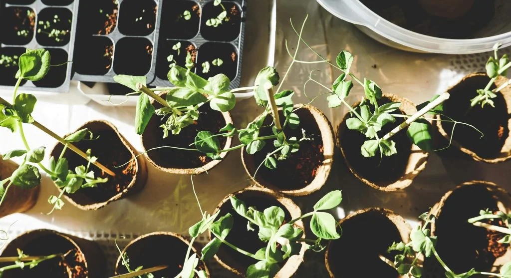 How to Start a Seed Library and Share Seeds With Your Local Community