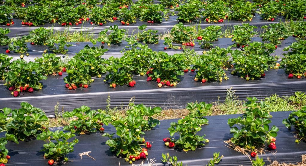 Garden beds covered with fall mulch and cover crops, properly put to rest for winter