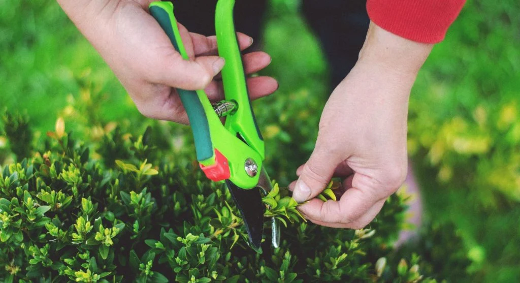 Person taking a cutting from a rose bush with clean pruning shears