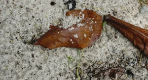 How to Turn Fallen Leaves Into Leaf Mold The Easiest Soil Amendment to Make