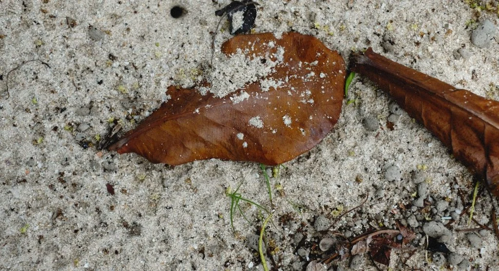 How to Turn Fallen Leaves Into Leaf Mold The Easiest Soil Amendment to Make