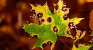 What Causes Brown Spots on Plant Leaves 6 Common Explanations