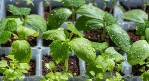 7 Reasons Garden Seedlings Die After Sprouting and How to Save Them