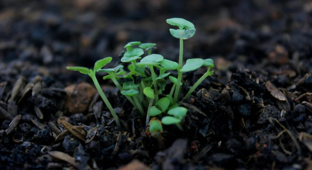 Seedling collapsed at the soil line showing damping off symptoms