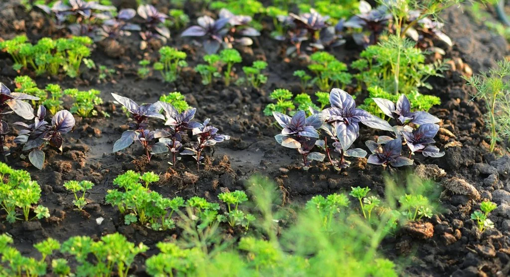 Healthy vegetable plants in a garden that receives regular organic feeding