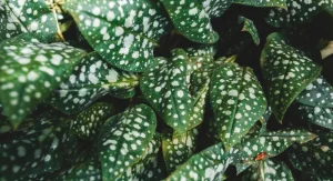 What Causes Brown Spots on Plant Leaves 6 Common Explanations