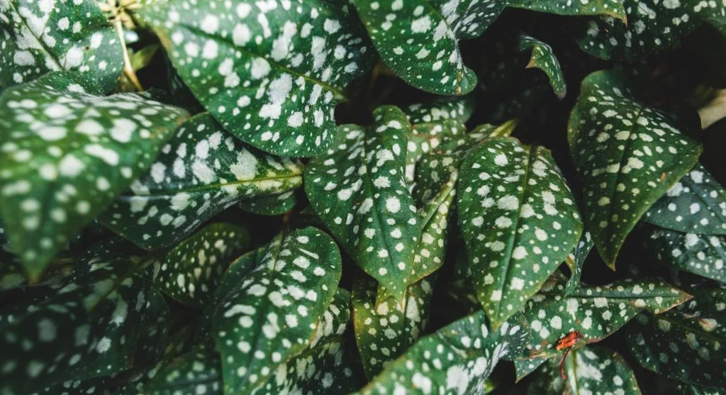 What Causes Brown Spots on Plant Leaves 6 Common Explanations