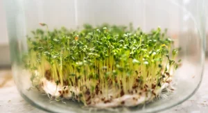 How to Grow Microgreens at Home in 7 Days With No Special Equipment