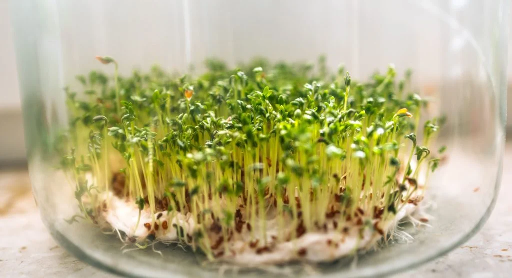 How to Grow Microgreens at Home in 7 Days With No Special Equipment