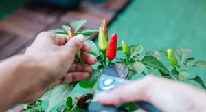 What Causes Blossom Drop on Pepper Plants and 4 Proven Ways to Fix It