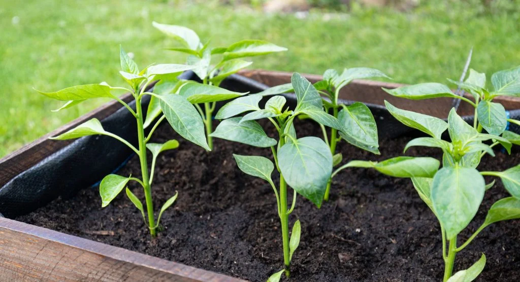 Raised bed with fresh compost layer, soil nearly level with the bed frame