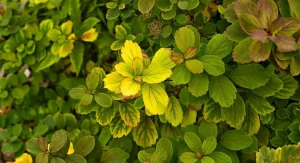 How to Recognize and Correct Iron Chlorosis in Garden and Landscape Plants