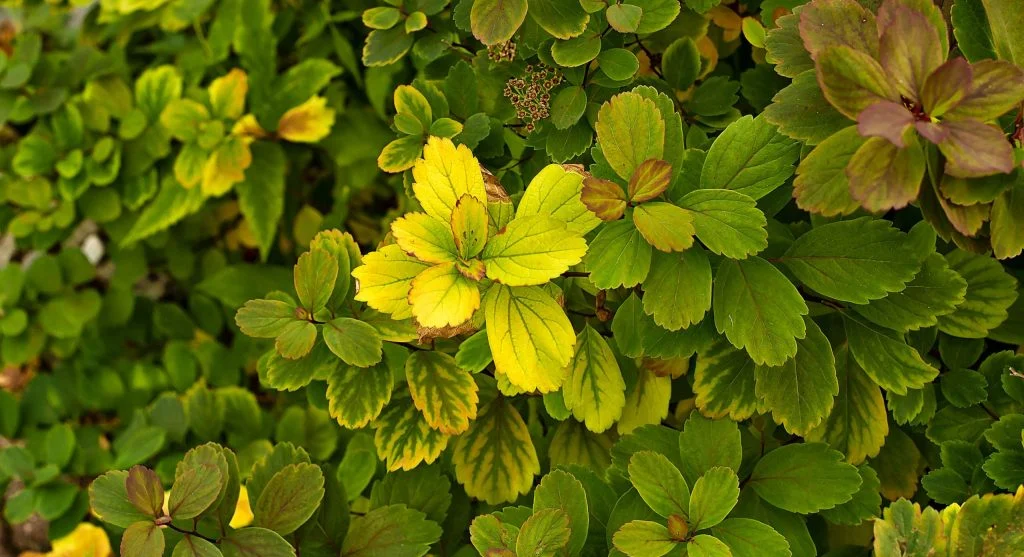 How to Recognize and Correct Iron Chlorosis in Garden and Landscape Plants