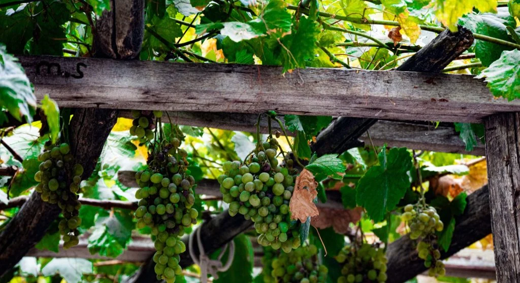 Pole beans climbing a simple string-and-post trellis in full production