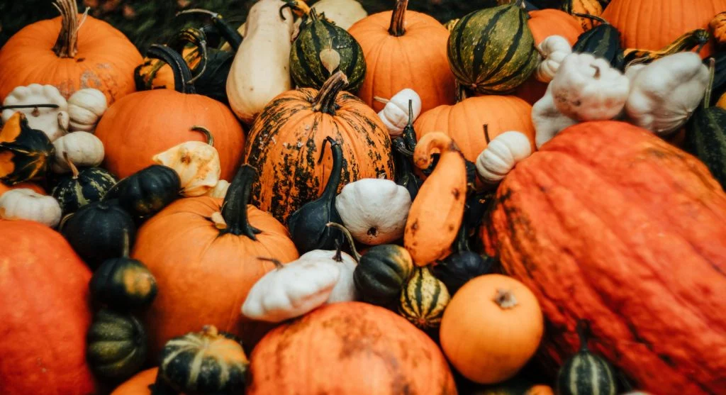 Variety of pumpkin sizes from mini to large growing in a garden setting