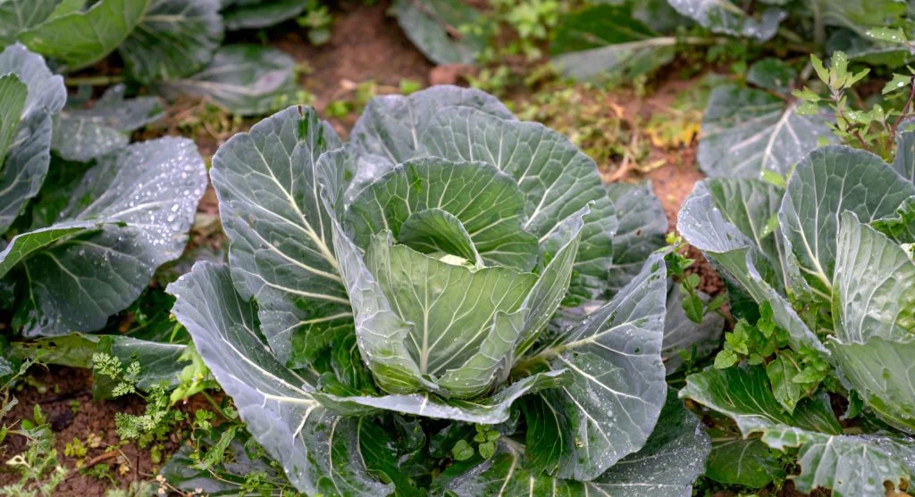 How to Prevent and Manage Cabbage Worms on Brassica Crops Without Chemicals