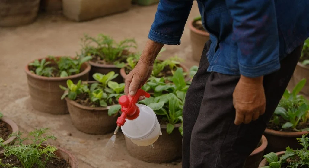 Compact watermelon plant growing in a large container on a sunny patio