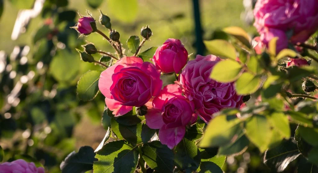 How to Grow Roses From Cuttings A Step-by-Step Propagation Guide