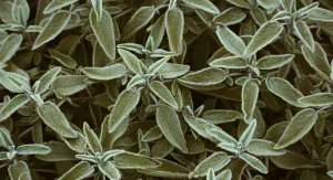 How to Winterize Perennial Herbs So They Come Back Strong in Spring