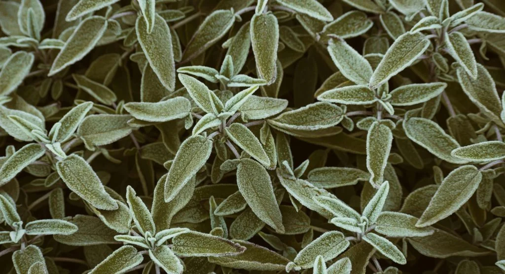How to Winterize Perennial Herbs So They Come Back Strong in Spring