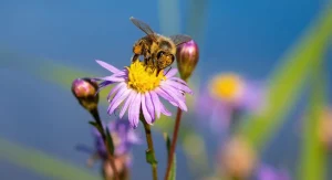 How to Create a Pollinator-Friendly Garden That Blooms From Spring Through Fall