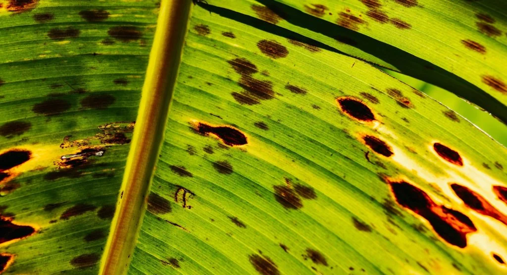 Leaf with circular brown fungal spots showing concentric ring pattern 