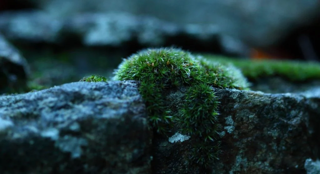 Step-by-step close-up of a stem being wounded and wrapped with sphagnum moss