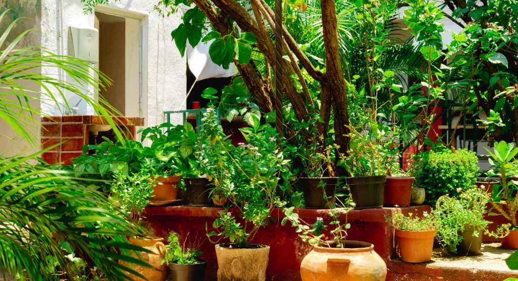 How to Move Houseplants Outdoors for Summer Without Shocking or Killing Them