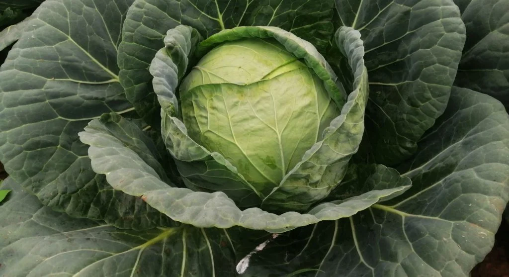 Healthy broccoli head growing under pest-free conditions in a well-managed garden