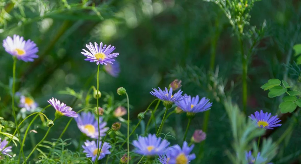 Garden border with overlapping bloom times — early bulbs, summer perennials, fall asters