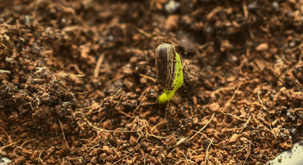 9 Fast-Growing Vegetables That Go From Seed to Table in Under 60 Days