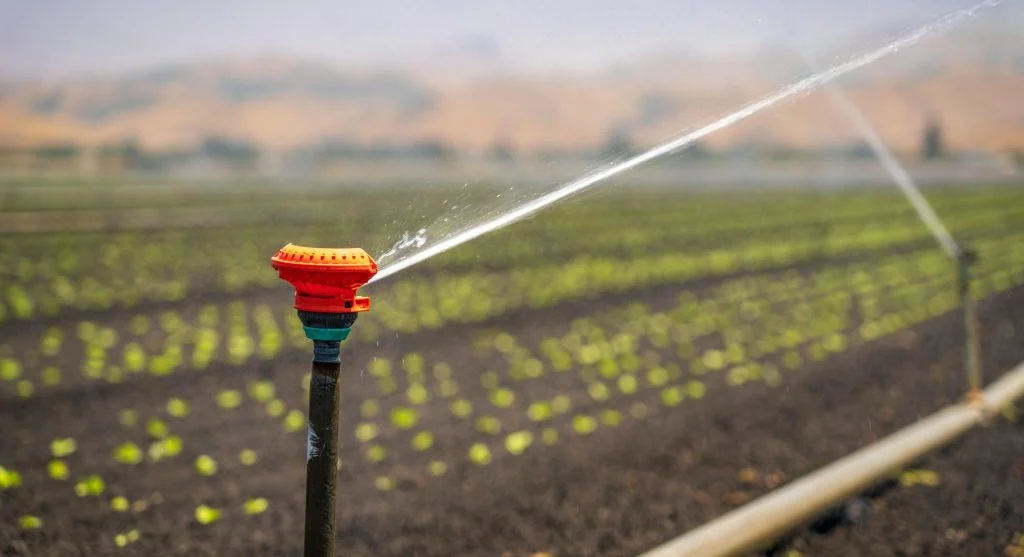 Drip irrigation line delivering water directly to the base of garden plants through mulch