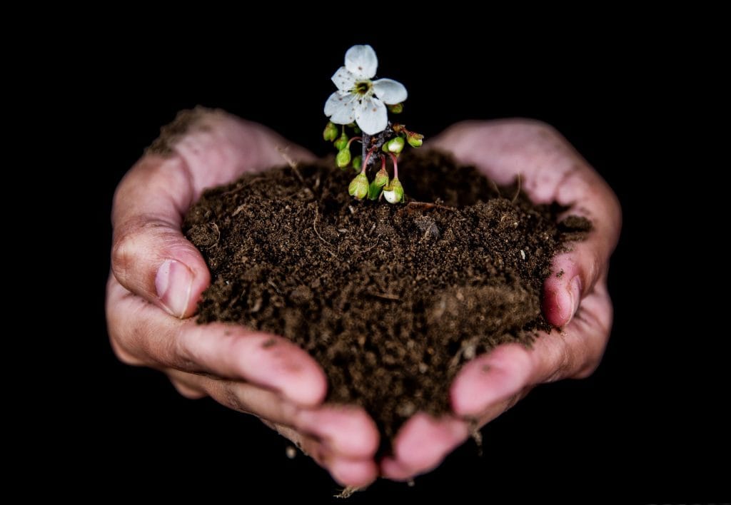 Why Garden Soil Grows a White Mold and Whether Gardeners Should Actually Worry
