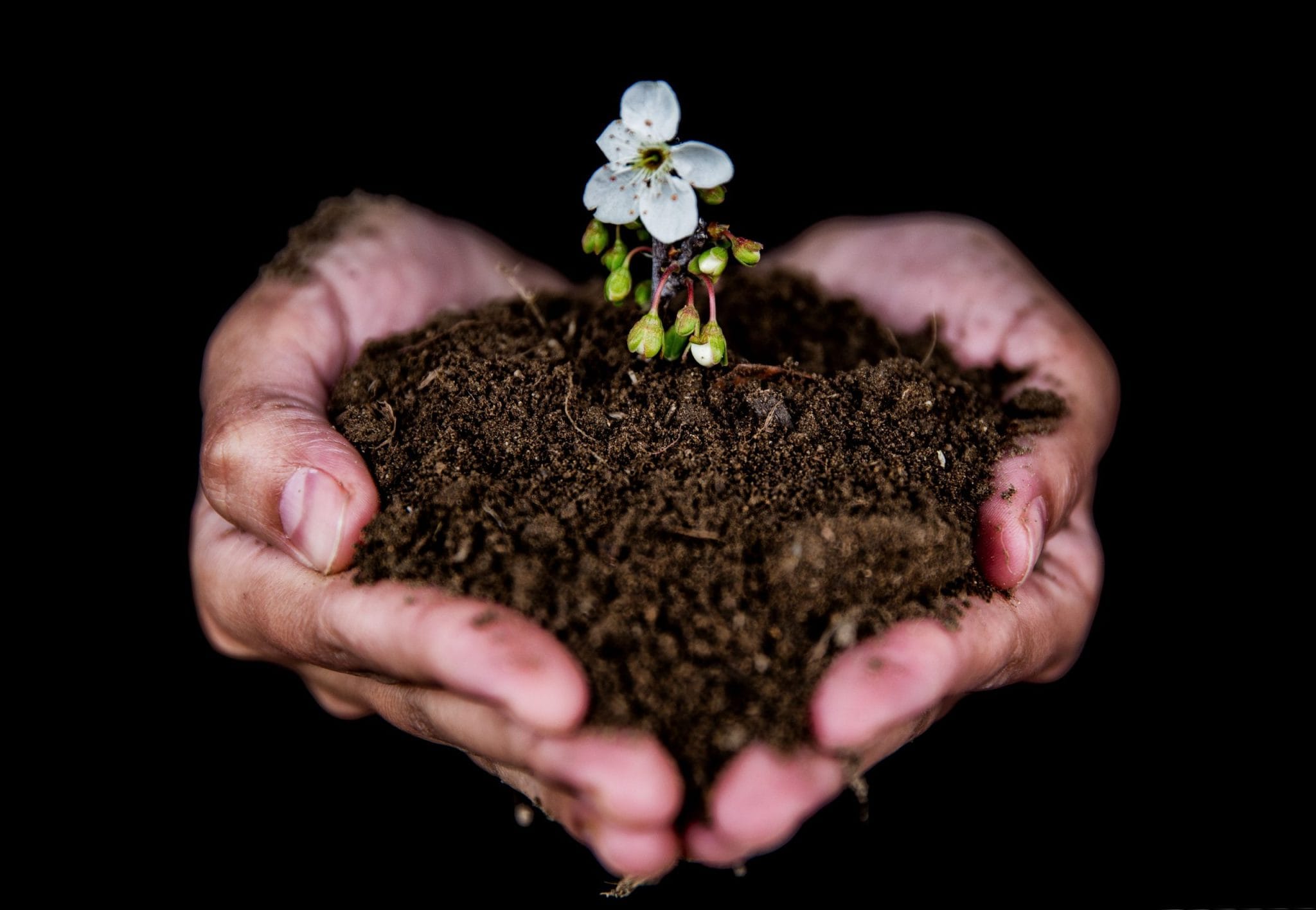 Why Garden Soil Grows a White Mold and Whether Gardeners Should Actually Worry
