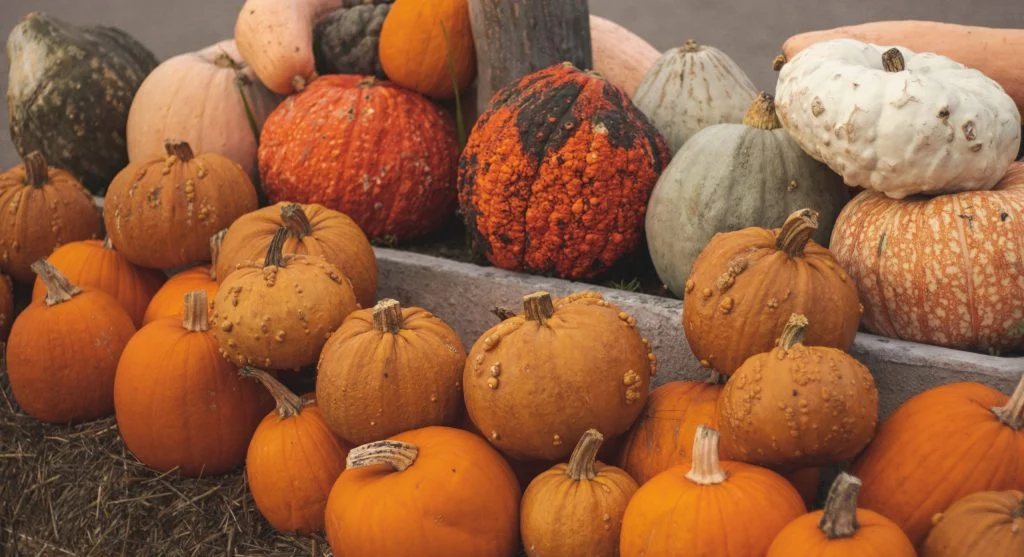 Freshly harvested pumpkins with stems attached, curing on a porch or table