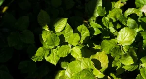 How to Identify and Remove Poison Ivy, Poison Oak, and Poison Sumac Safely