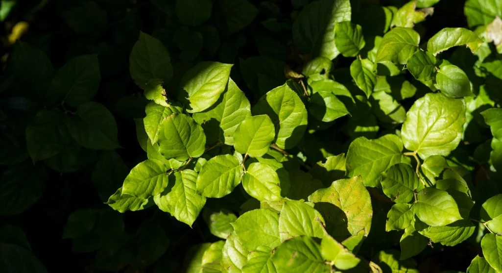 How to Identify and Remove Poison Ivy, Poison Oak, and Poison Sumac Safely
