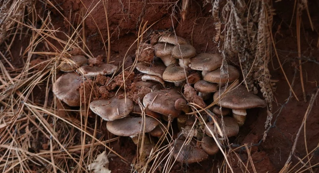 Close-up of white fungal mycelium on dark organic mulch or potting soil