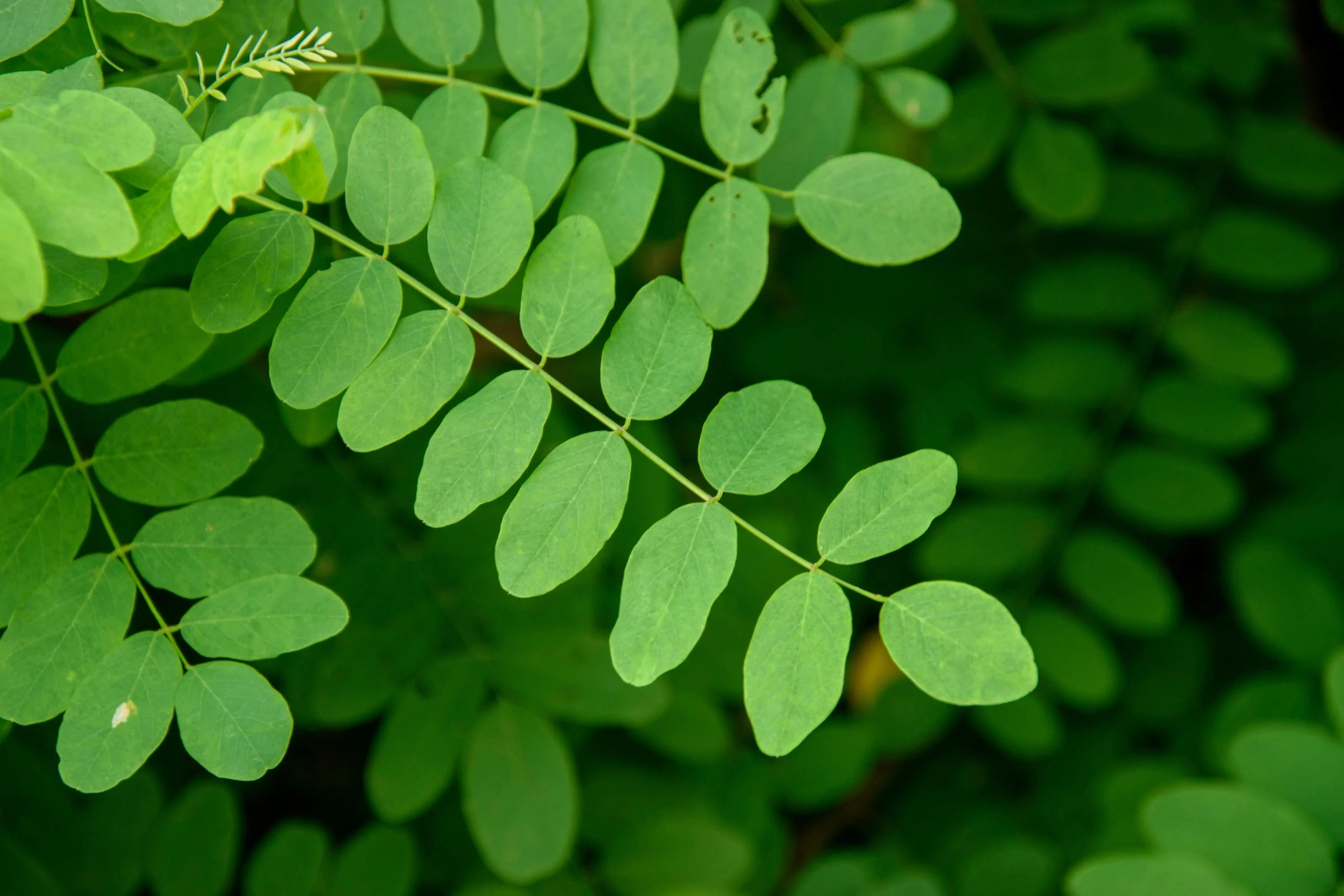Close-up of three-leaflet poison ivy leaf showing identification details