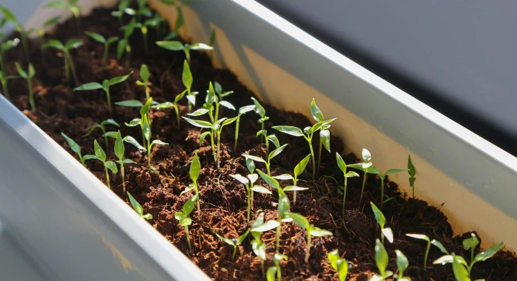 Healthy, compact seedlings growing under a grow light with good spacing