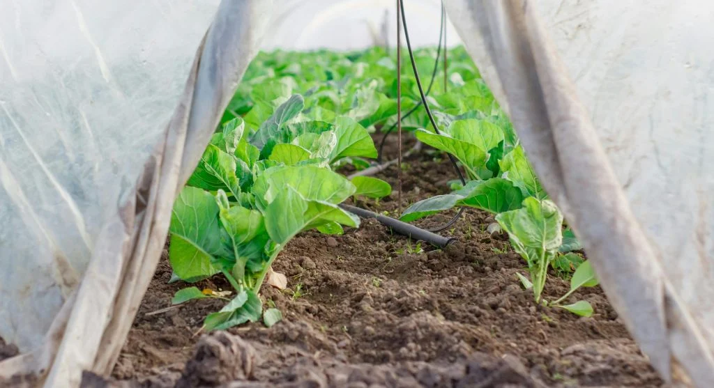 Floating row cover protecting leafy vegetables in a garden bed