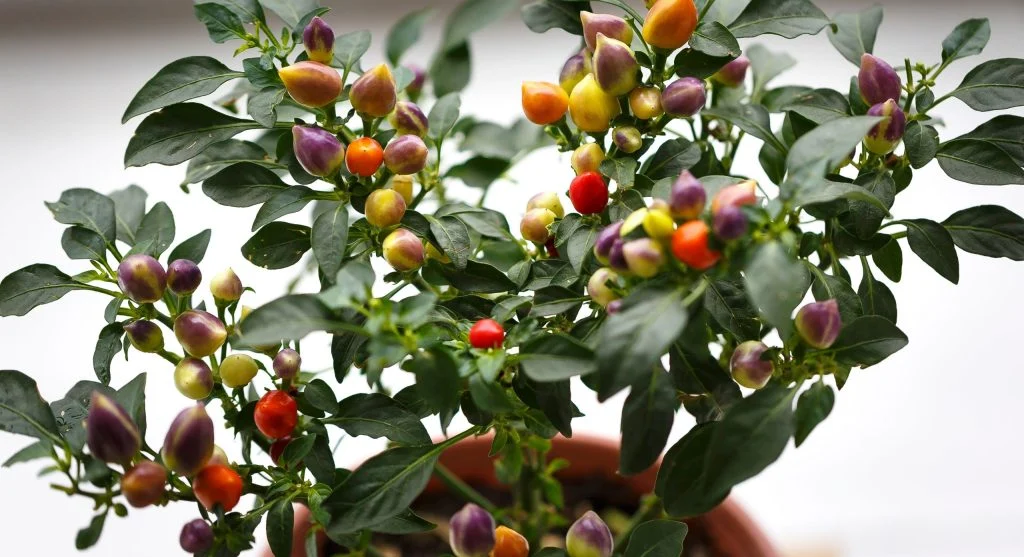 Pepper plant loaded with developing fruit after blossom drop recovery