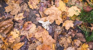 How to Turn Fallen Leaves Into Leaf Mold The Easiest Soil Amendment to Make