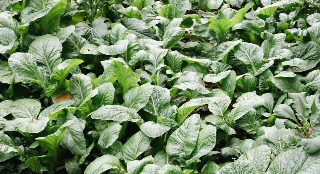 Small batches of lettuce at different maturity stages in a garden bed