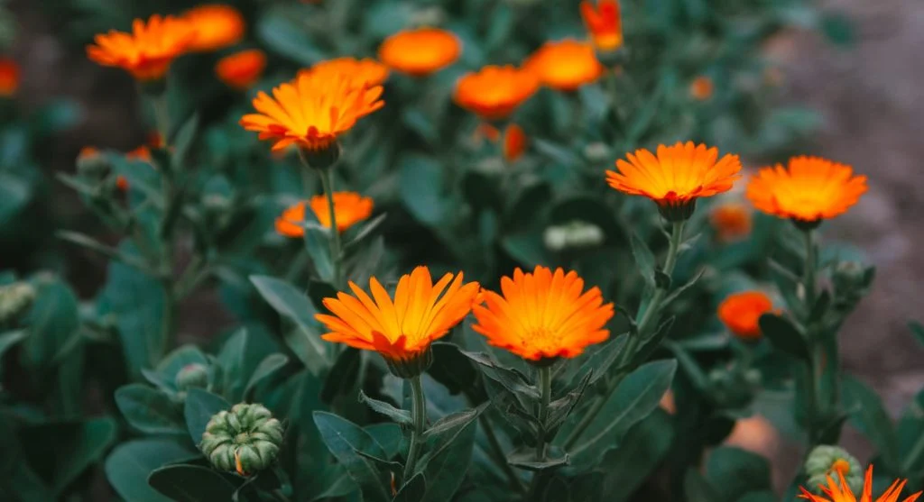 Bright nasturtium and calendula flowers growing together in a garden bed